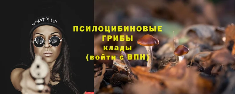 Галлюциногенные грибы Psilocybe  даркнет наркотические препараты  Клин  купить  цена 